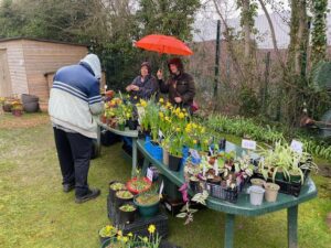 Beautiful plants for sale